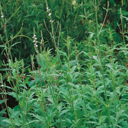 Picture of Herb Vervain (Verbena officinalis)